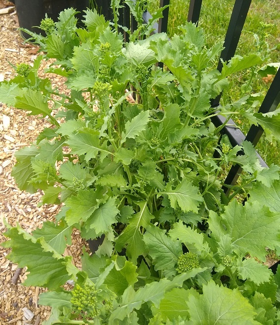 growing broccoli rabe