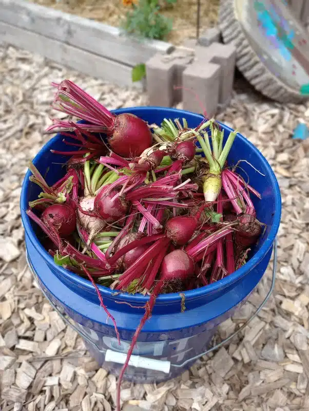 Beet Harvest Spring