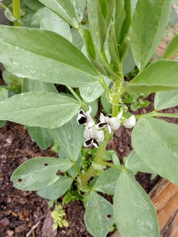 Fava Bean Flowers