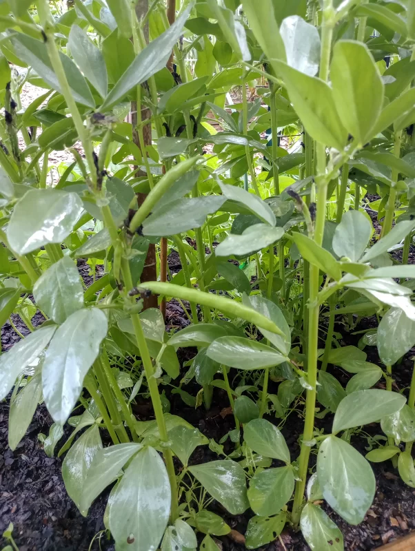 Fava Beans Growing