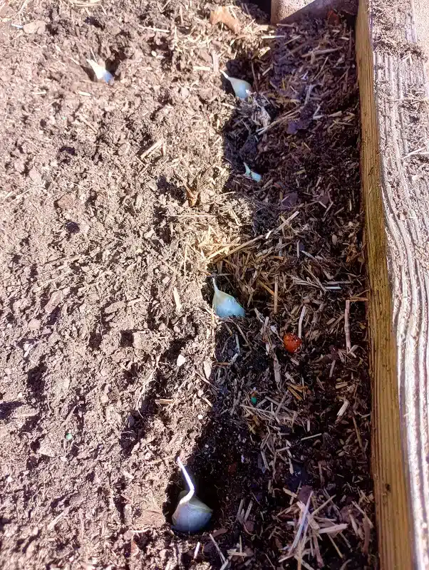 when to plant garlic