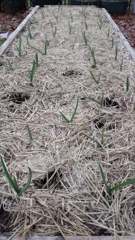 Garlic Progress_03MAR