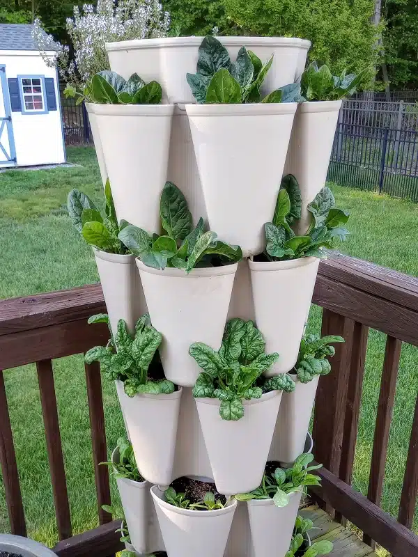 GreenStalk Spinch Growth_16May24