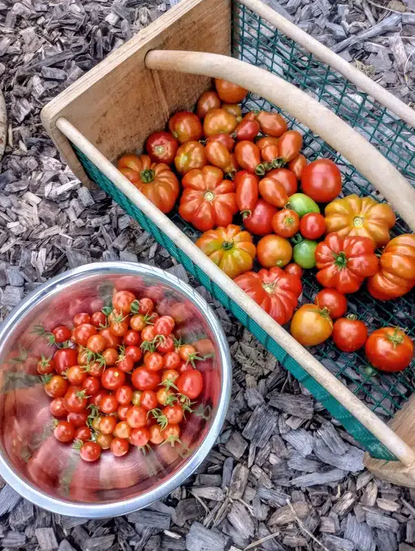 Grow your own flavor_tomato harvest