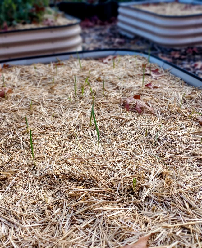 Hello Garlic_23NOV24