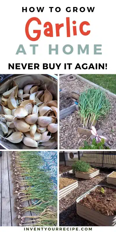 How To Grow Garlic1