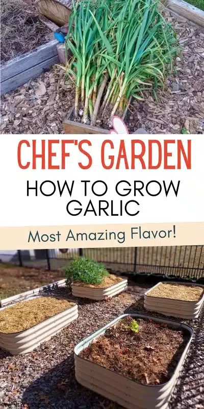 How To Grow Garlic6