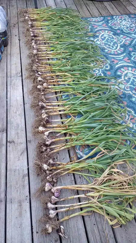 How to Grow Garlic Harvest 2024
