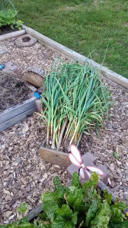 How to Grow Garlic Harvest 2024_In Hod