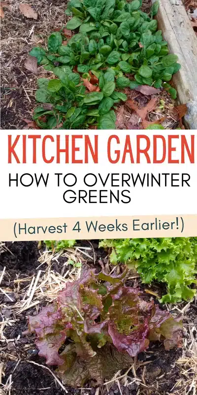 Kitchen Garden_How to Overwinter Greens