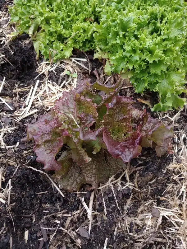 How To Overwinter Greens