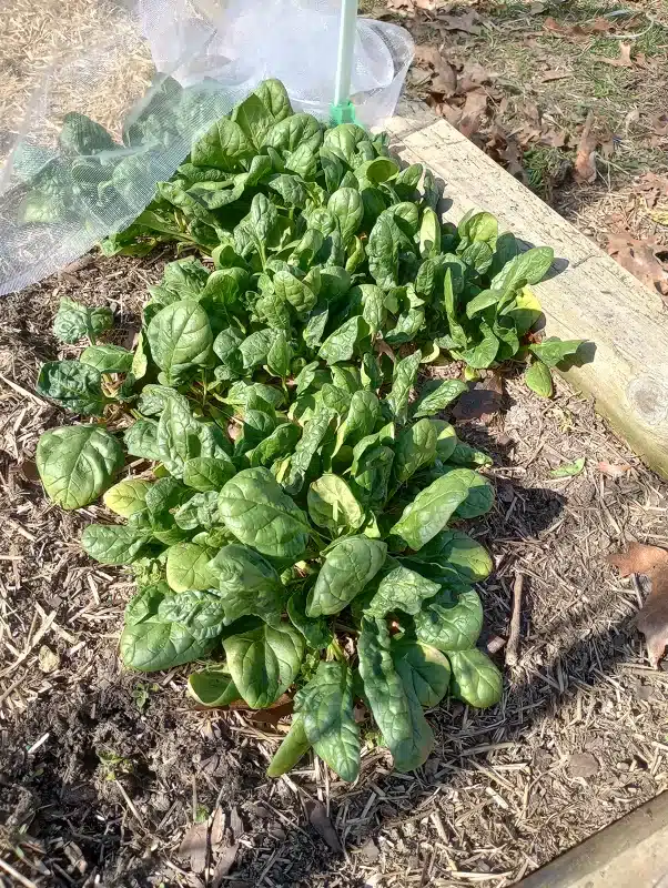 Overwintered Spinach