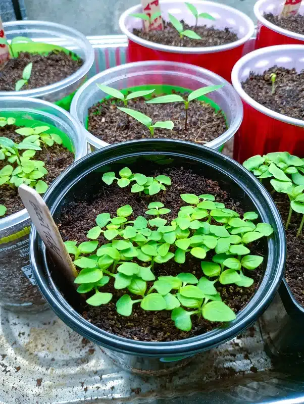 Seed starting for beginners_basil and pepper germinated Seed starting for beginners basil and pepper germinated
