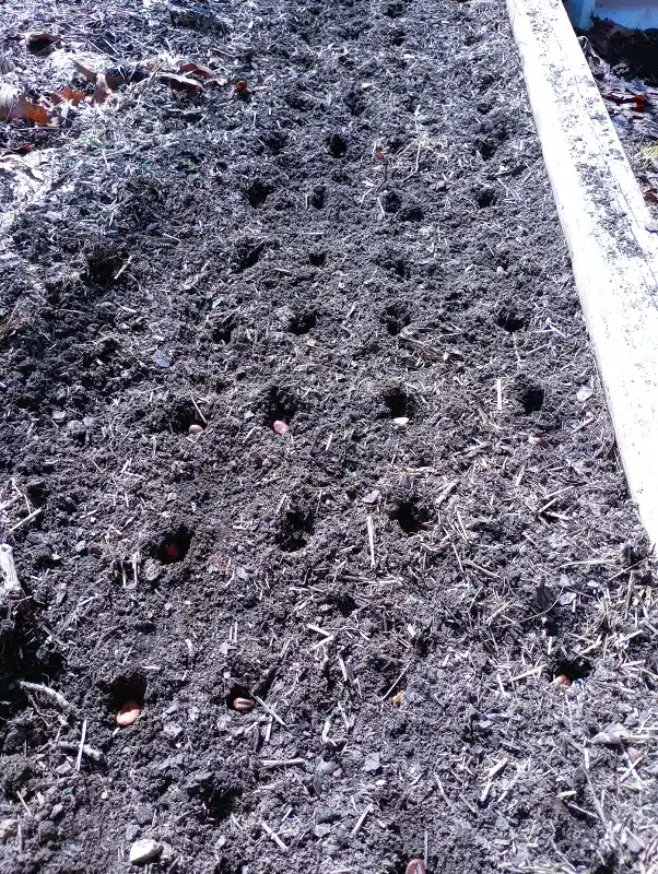 Seed starting for beginners_fava beans outside sowing Seed starting for beginners fava beans outside sowing in raised garden bed