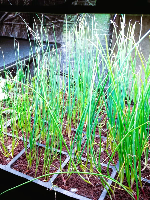 Seed starting for beginners_leek starting progress Seed starting for beginners_leek starting progress