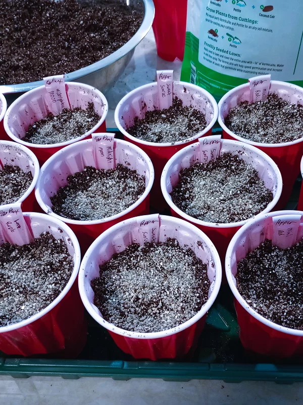 Seed starting for beginners_plastic cup seed starting Seed starting for beginners_plastic cup seed starting