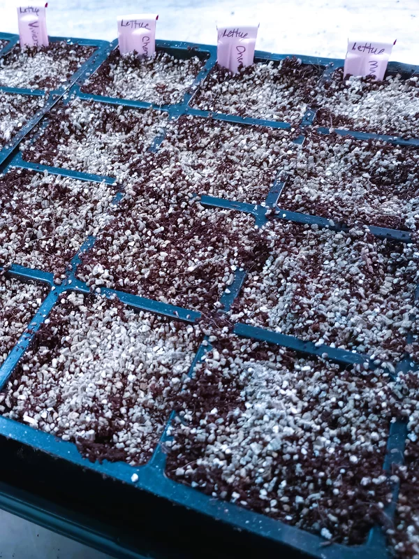 Seed starting for beginners_seed trays started Seed starting for beginners_seed trays started
