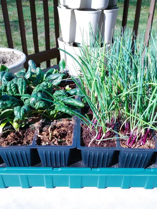 Seed starting for beginners_spinach and leek seed progress in trays