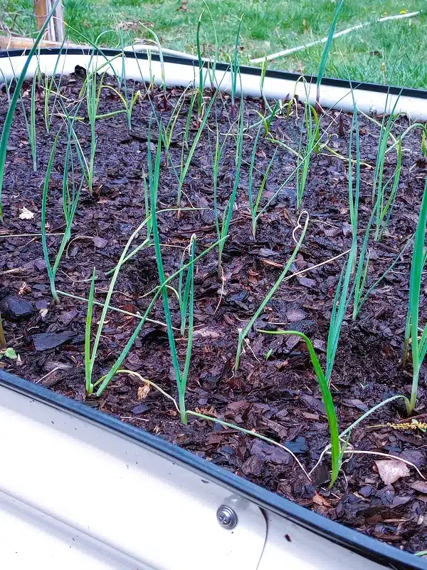 Spring Garden Prep_Leeks Planted
