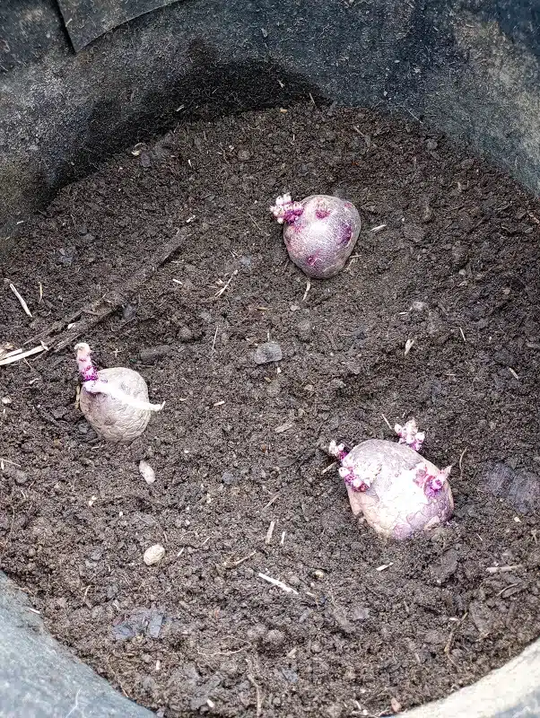 Spring Garden Prep_Plant Potatoes