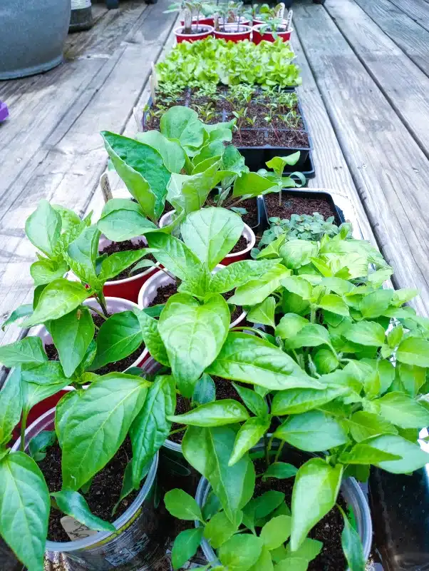Spring Garden Prep_Seed Starting