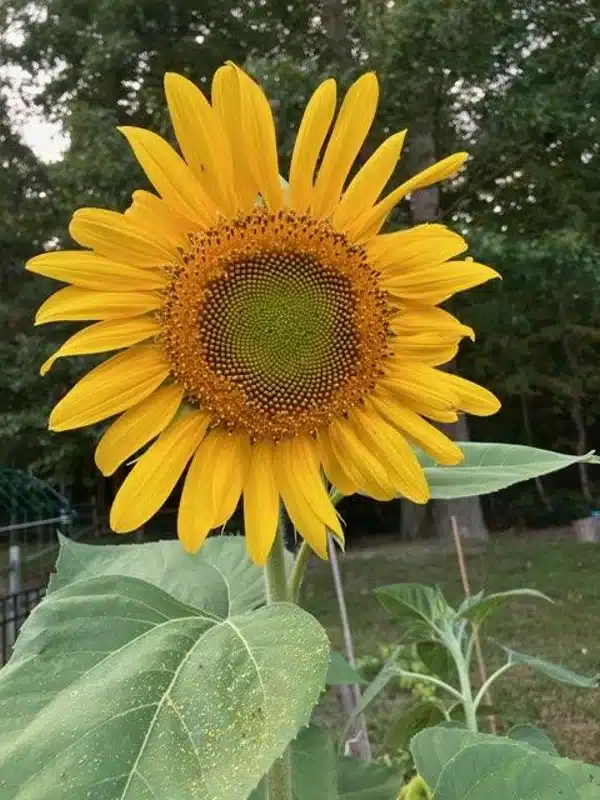 The Kitchen Garden_Sunflower Bloom