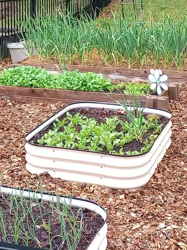 What to Grow First In a Kitchen Garden_WoodChips_4May24_proc