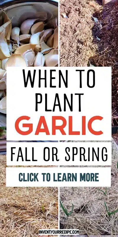 When to Plant Garlic1_proc
