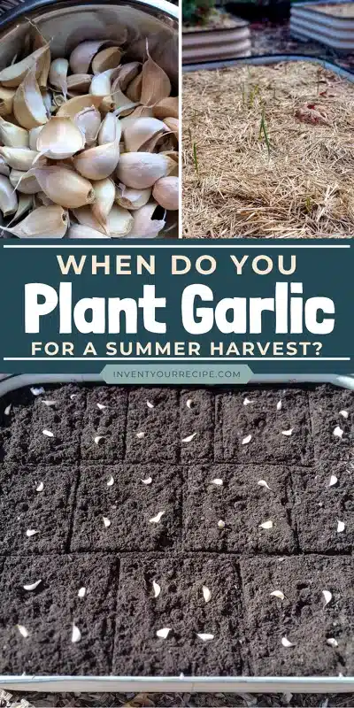 When to Plant Garlic4